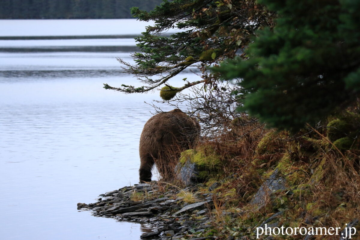 熊の写真を撮影するためアラスカの無人島に1週間ソロキャンプした話 
