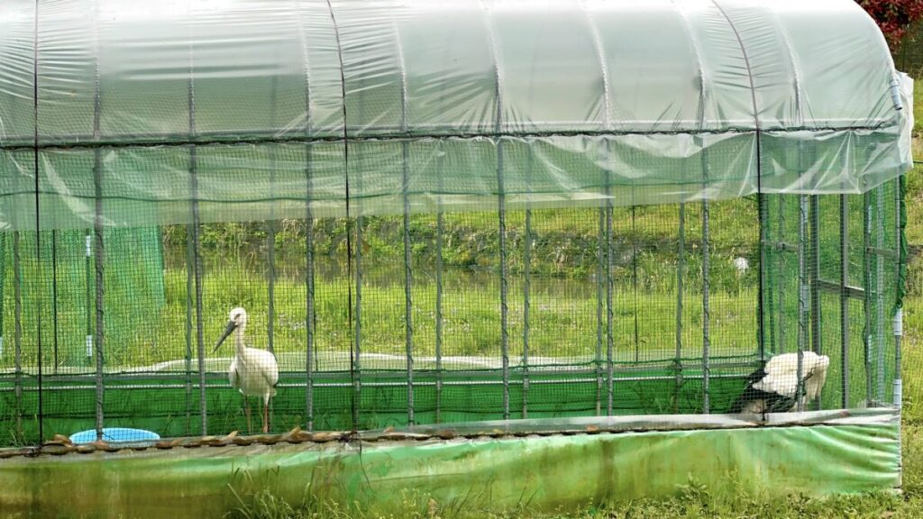 【車中泊で日本一周ひとり旅60日目】兵庫県立コウノトリの郷公園