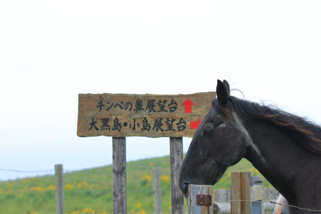 【車中泊で日本一周ひとり旅110日目】あやめヶ原 原生花園 馬