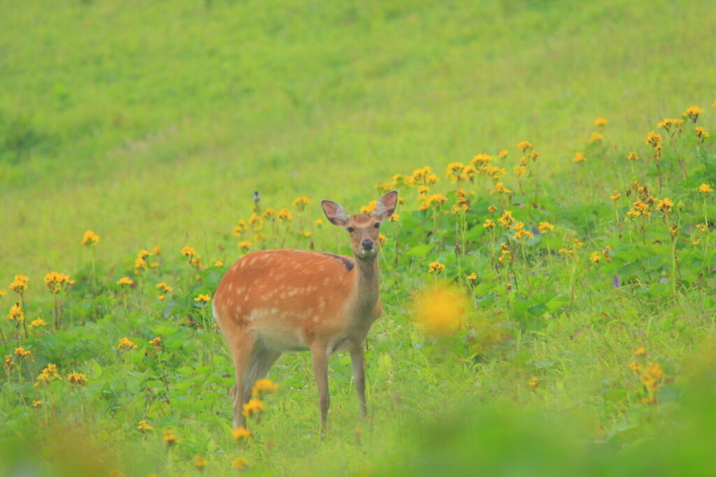 【車中泊で日本一周ひとり旅110日目】あやめヶ原 原生花園 エゾシカ