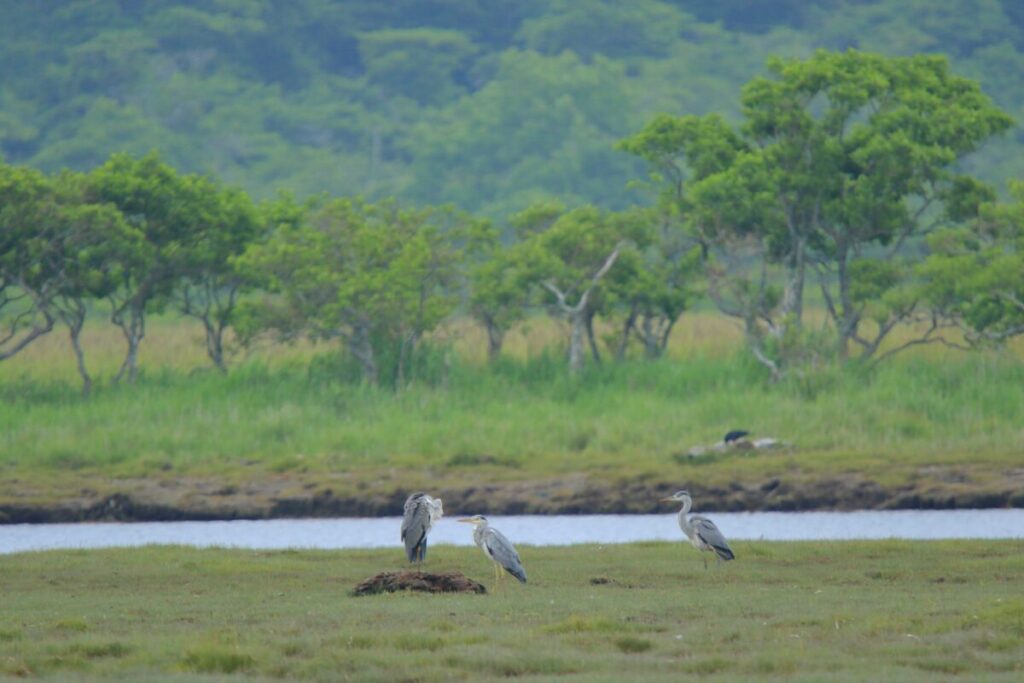 【車中泊で日本一周ひとり旅110日目】奥琵琶瀬野鳥公園 サギ