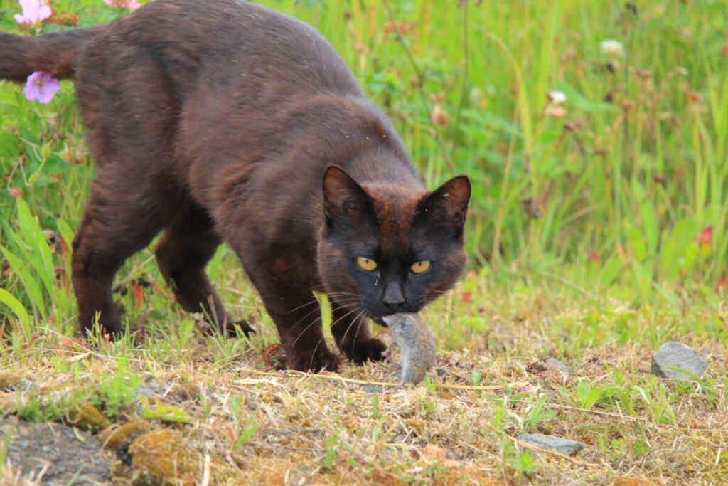 【車中泊で日本一周ひとり旅110日目】霧多布岬展望台駐車場 黒猫