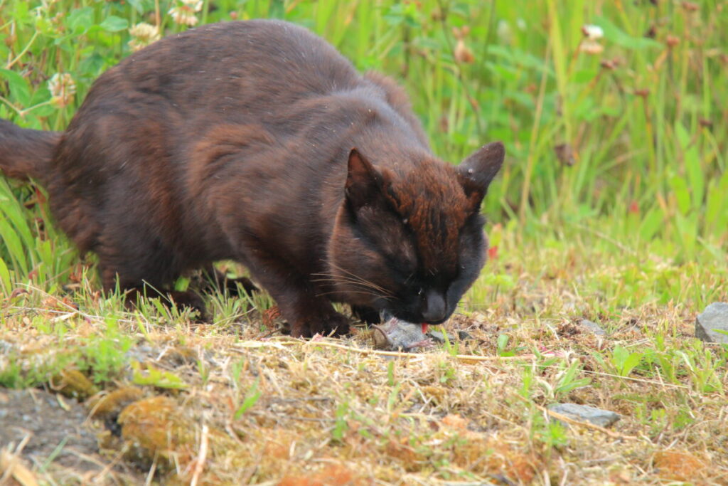 【車中泊で日本一周ひとり旅110日目】霧多布岬展望台駐車場 黒猫