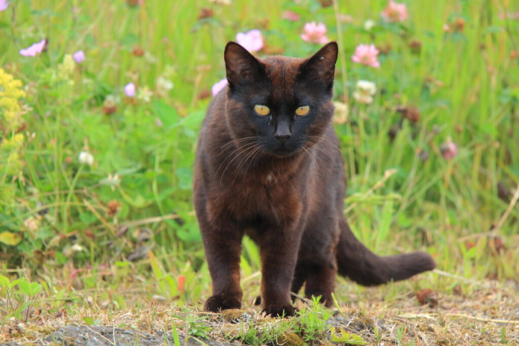 【車中泊で日本一周ひとり旅110日目】霧多布岬展望台駐車場 黒猫