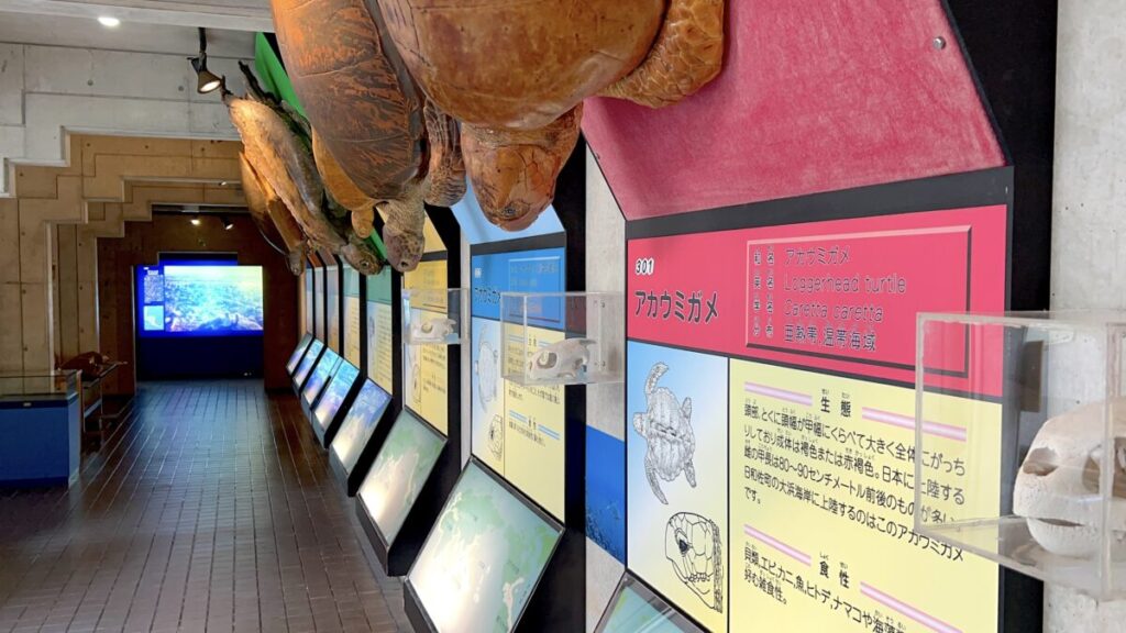 【車中泊で日本一周ひとり旅66日目】日和佐うみがめ博物館カレッタ 世界のウミガメ