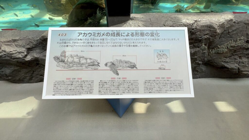 【車中泊で日本一周ひとり旅66日目】日和佐うみがめ博物館カレッタ ウミガメ 産卵