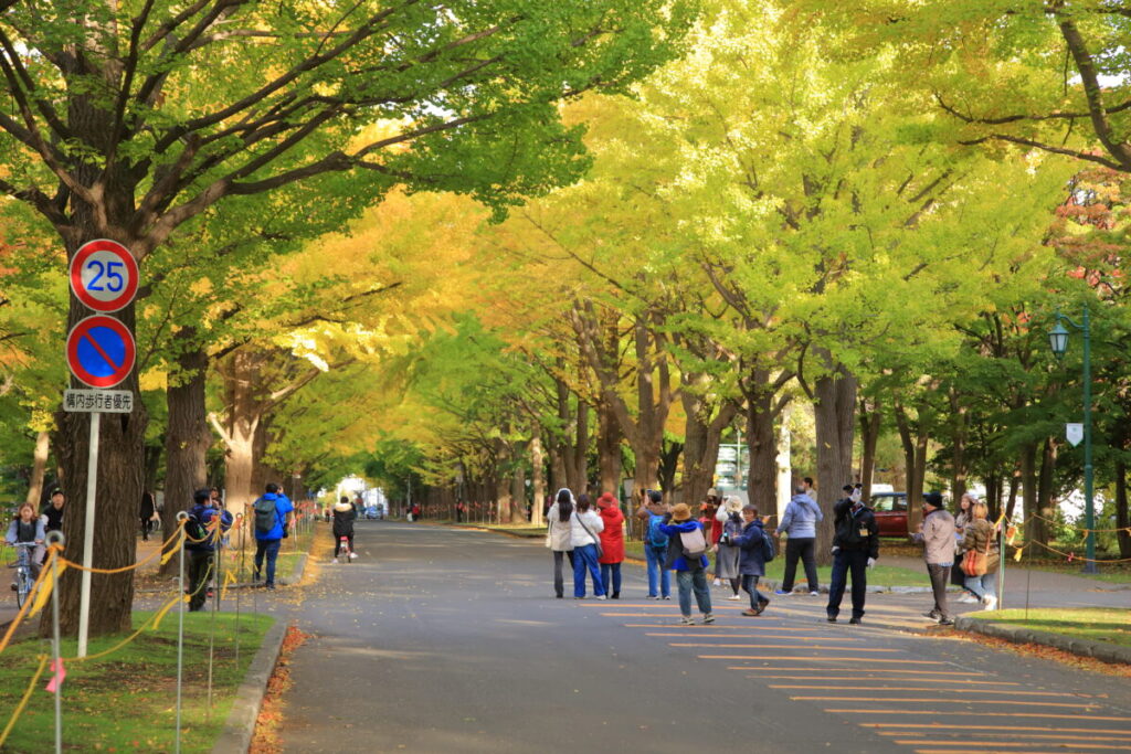 北海道大学 北大イチョウ並木