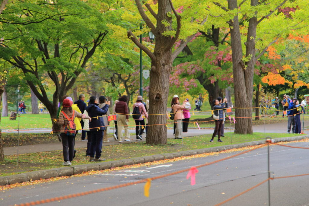 北海道大学 北大イチョウ並木