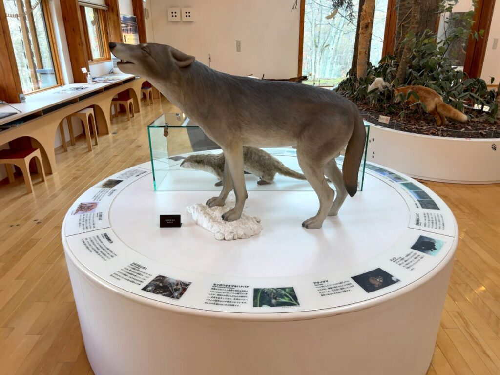 ひがし大雪自然館 絶滅した動物と外来種 エゾオオカミ