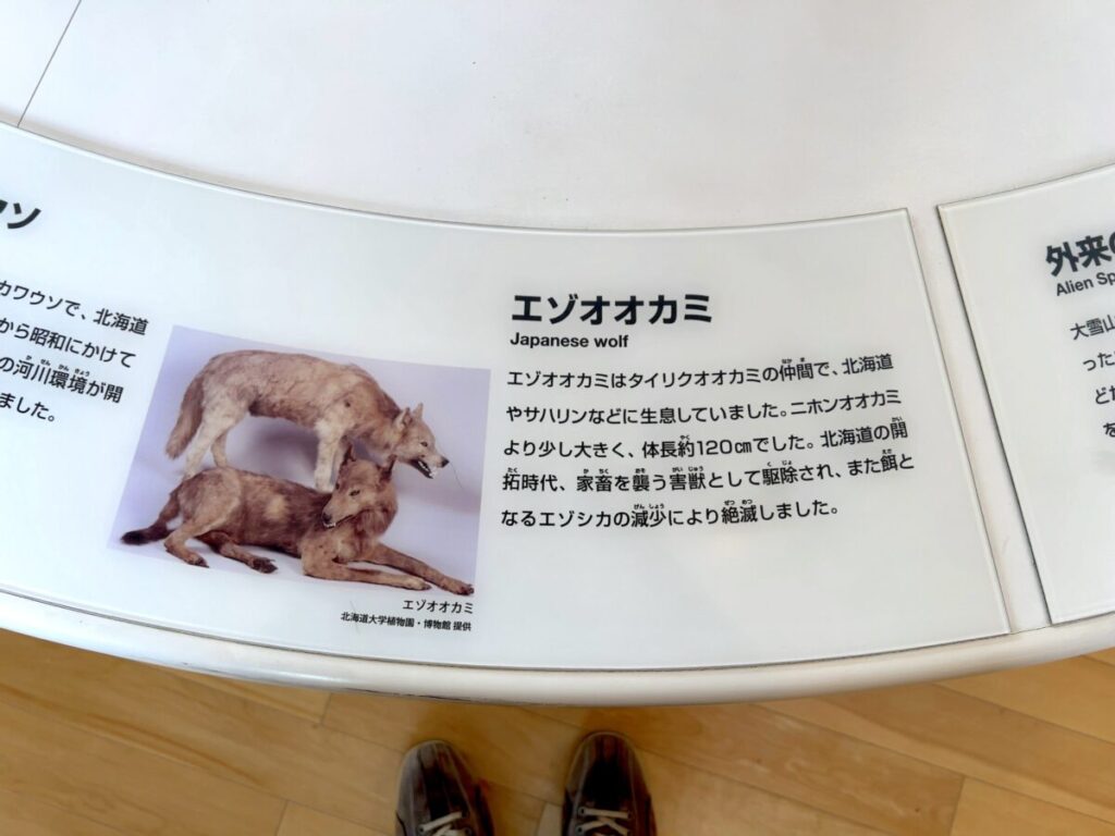 ひがし大雪自然館 絶滅した動物と外来種 エゾオオカミ