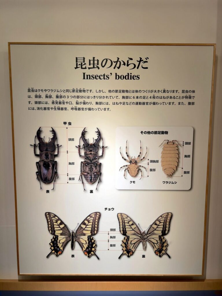 ひがし大雪自然館 昆虫の基礎知識