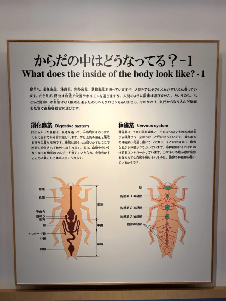 ひがし大雪自然館 昆虫の基礎知識