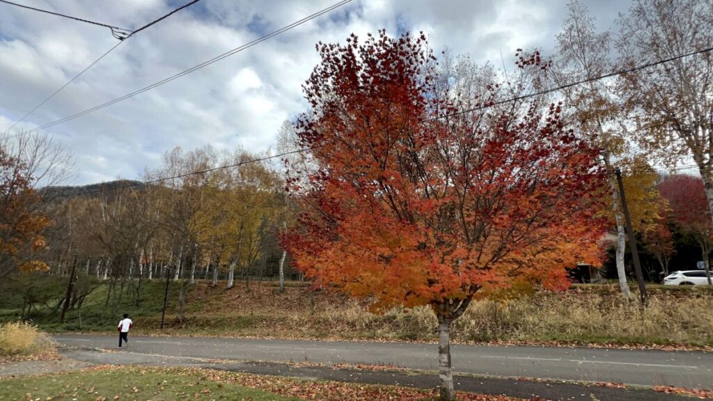 ひがし大雪自然館 紅葉