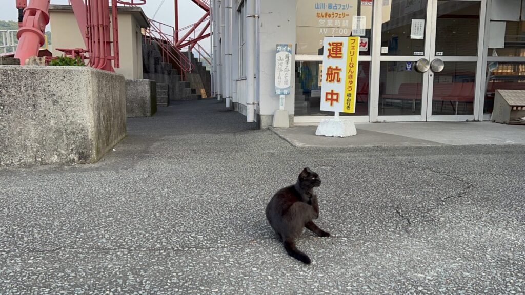 フェリーなんきゅう 山川港 黒猫