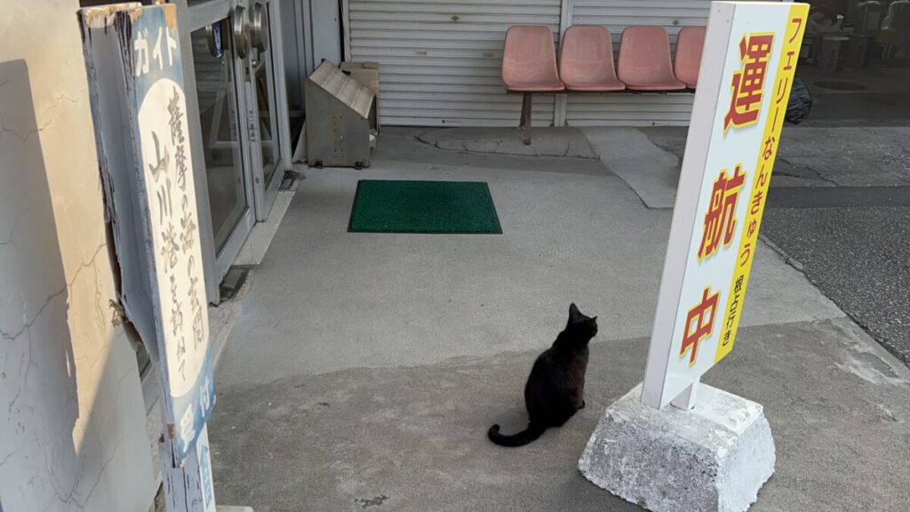 フェリーなんきゅう 山川港 黒猫