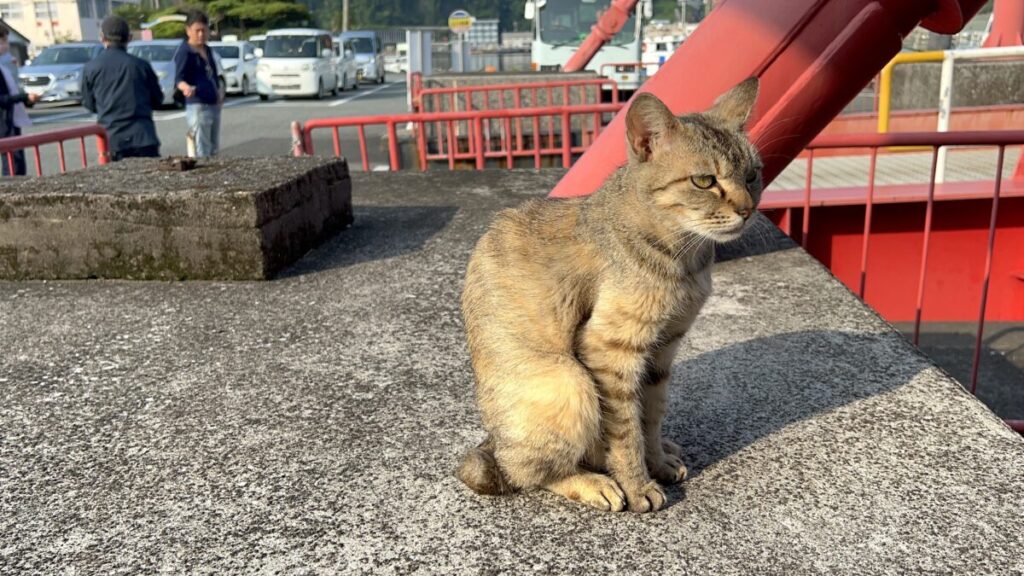 フェリーなんきゅう 山川港 ネコにお別れ