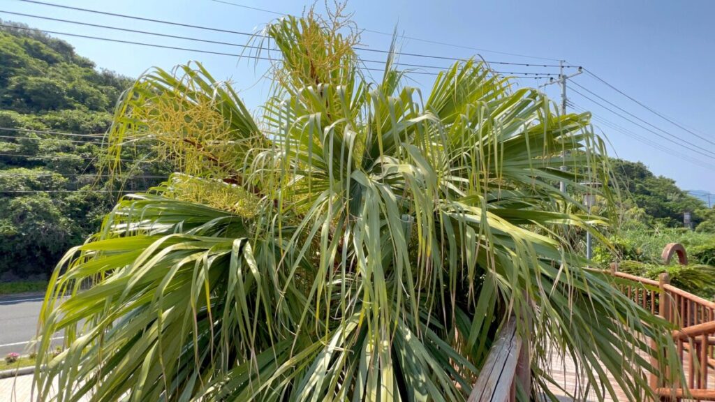 佐多岬 ふれあいパーク佐多 植物