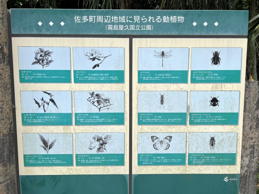 佐多岬 ふれあいパーク佐多 動植物