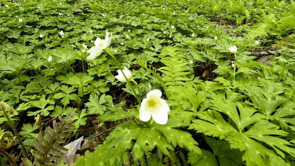 奥入瀬渓流 奥入瀬川 花