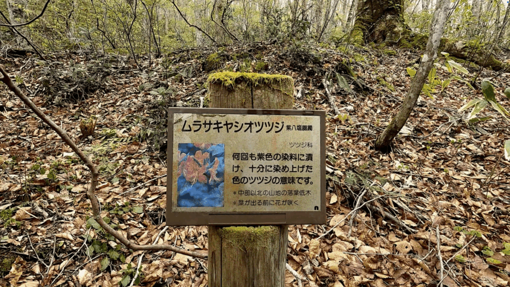 奥入瀬渓流 奥入瀬川 花