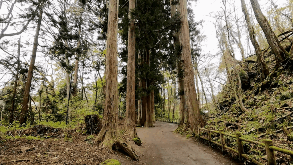 十和田湖 遊歩道 杉並木