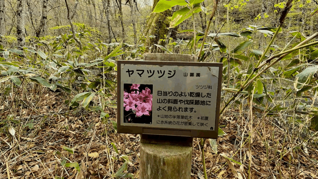 奥入瀬渓流 奥入瀬川 花