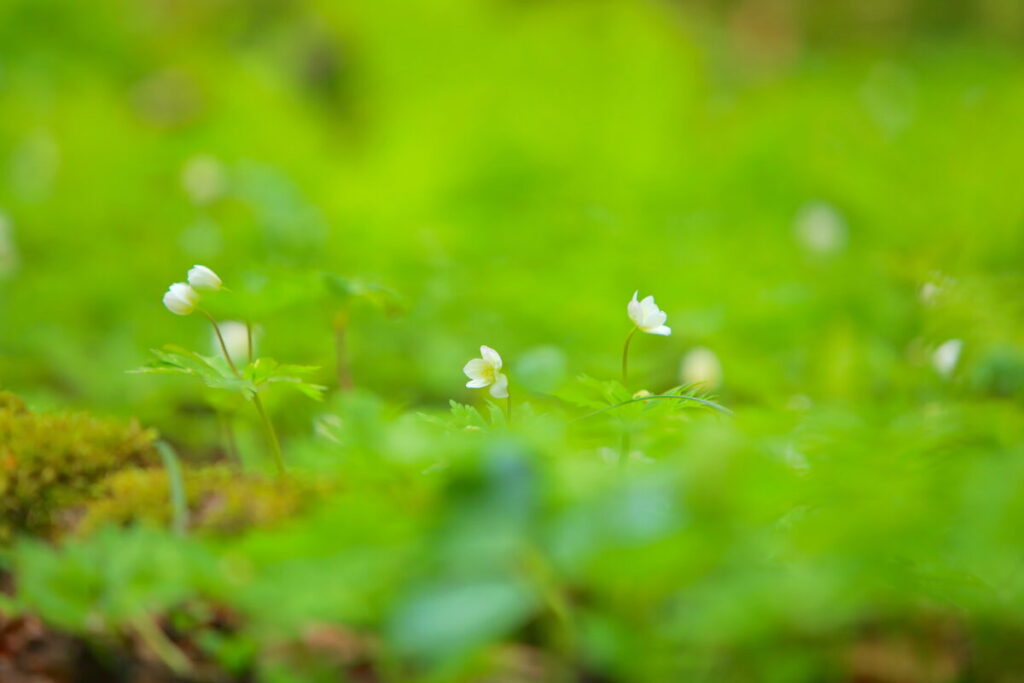 奥入瀬渓流 花