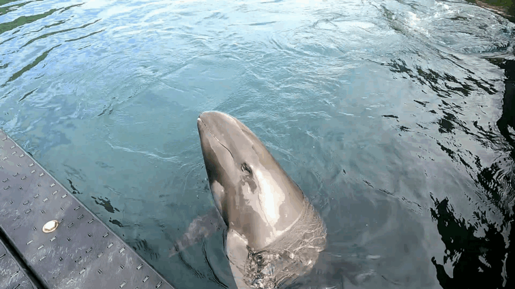 和歌山 太地町 くじらの博物館 イルカ・クジラショー