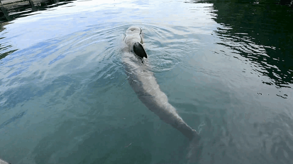 和歌山 太地町 くじらの博物館 イルカ・クジラショー