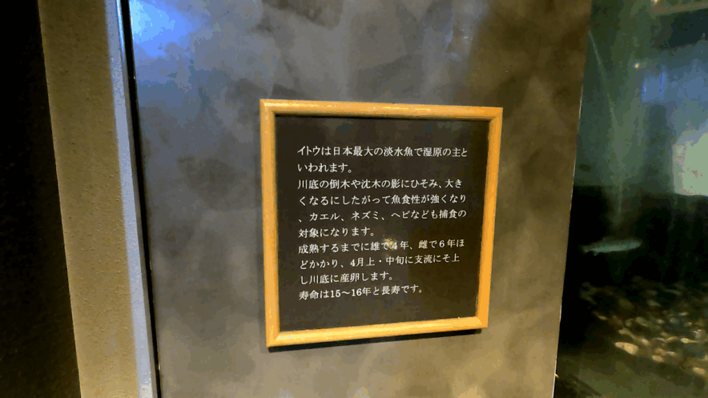 釧路市湿原展望台 展示物 イトウ