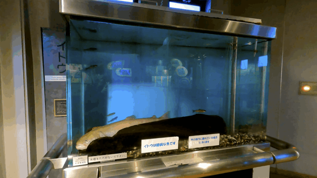 釧路市湿原展望台 展示物 イトウ