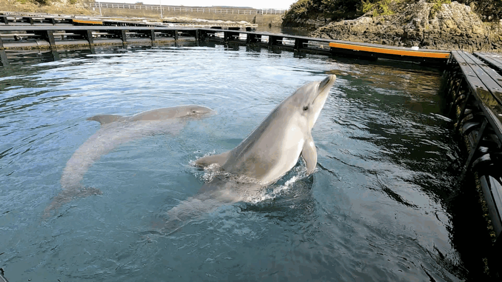 和歌山 太地町 くじらの博物館 イルカ・クジラショー