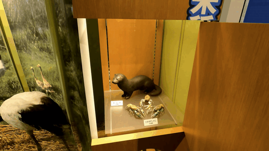 釧路市湿原展望台 展示物