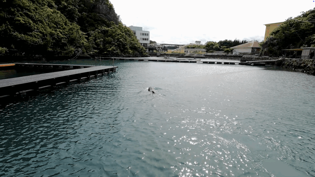 和歌山 太地町 くじらの博物館 イルカ・クジラショー