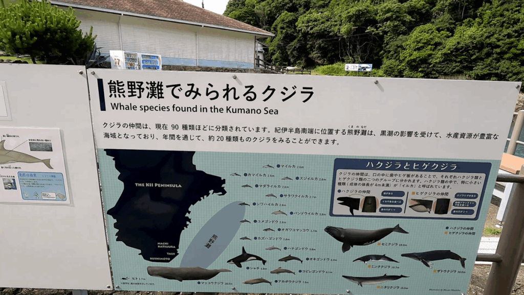 和歌山 太地町 くじらの博物館 イルカ・クジラショー