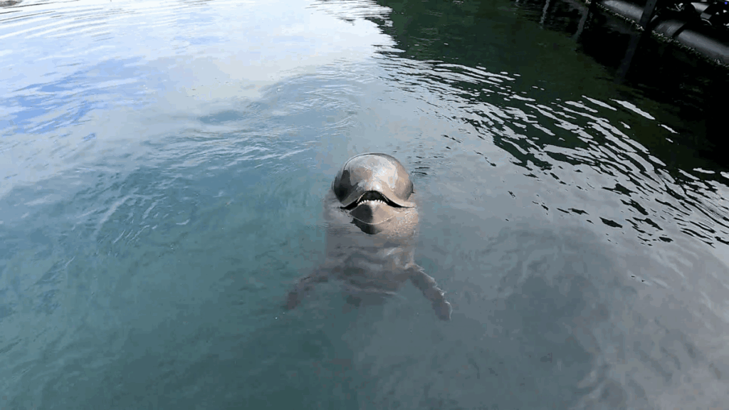 和歌山 太地町 くじらの博物館 イルカ・クジラショー