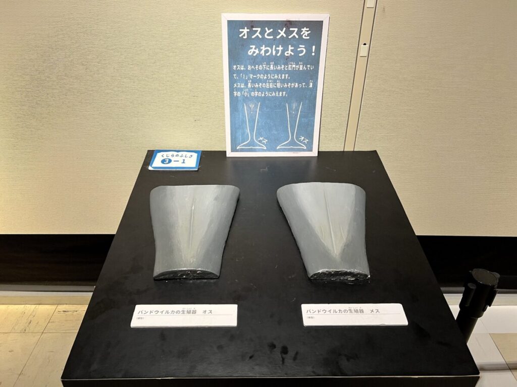 和歌山 太地町 くじらの博物館