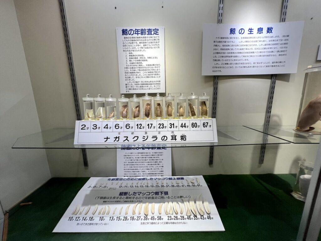和歌山 太地町 くじらの博物館