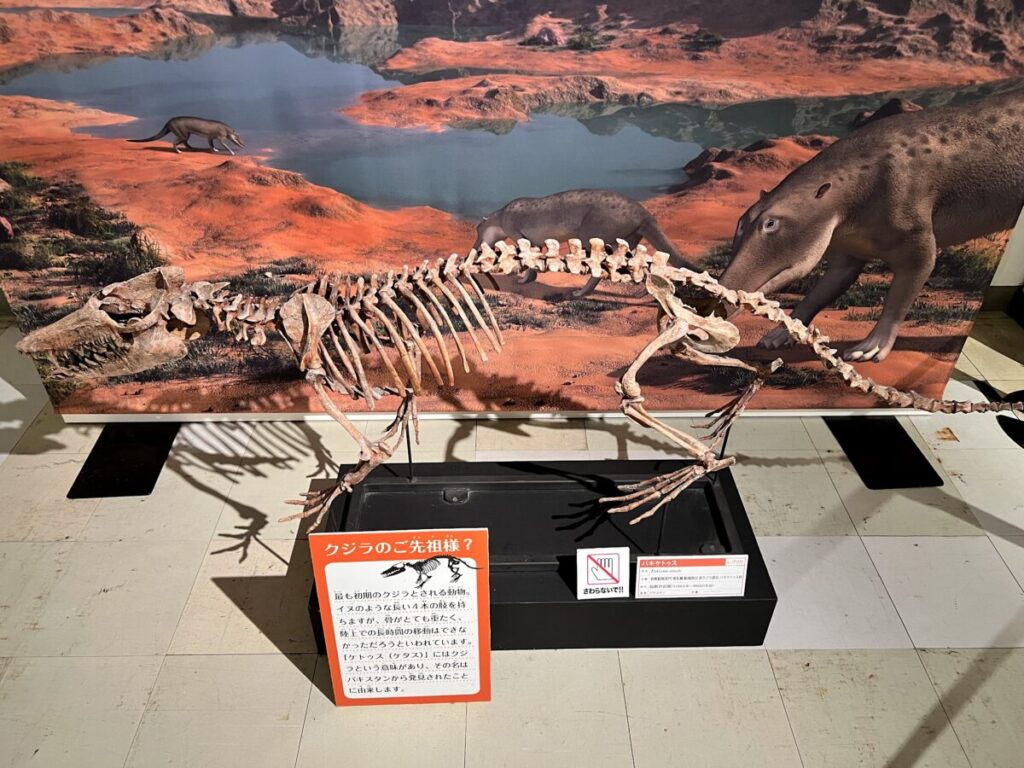 和歌山 太地町 くじらの博物館
