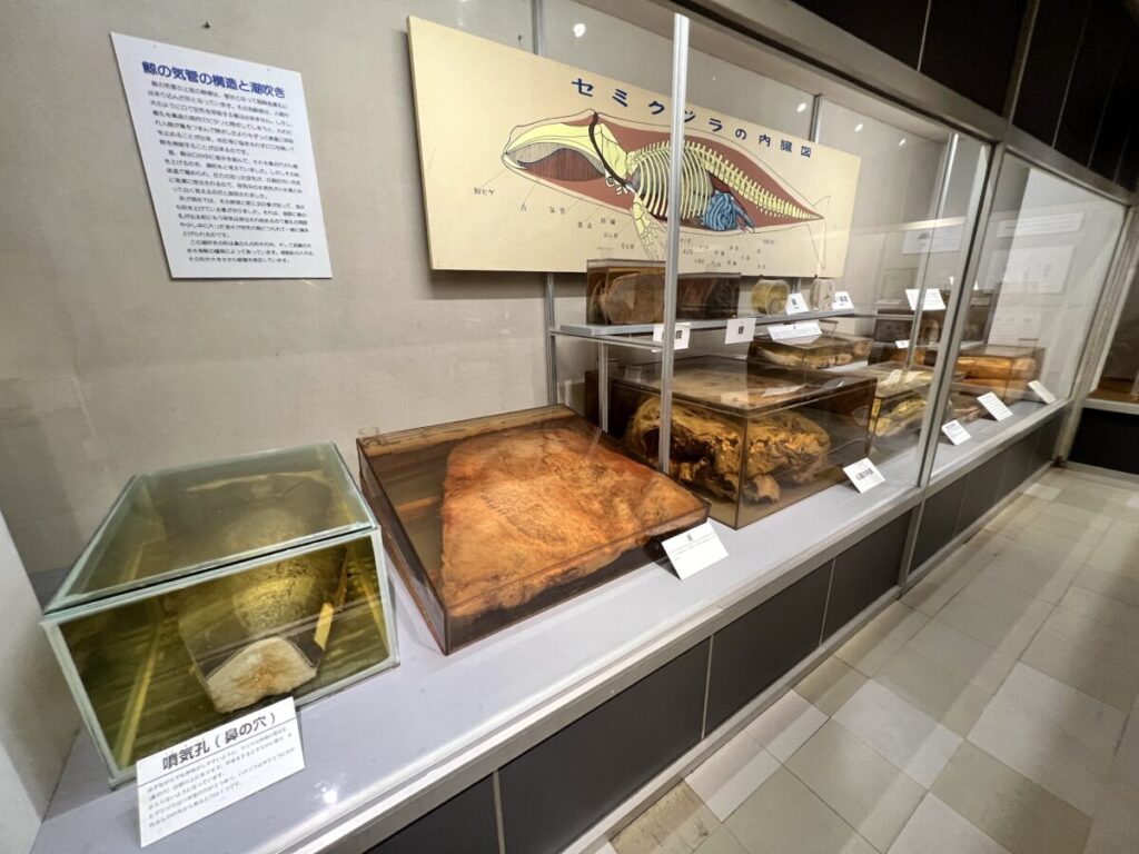 和歌山 太地町 くじらの博物館