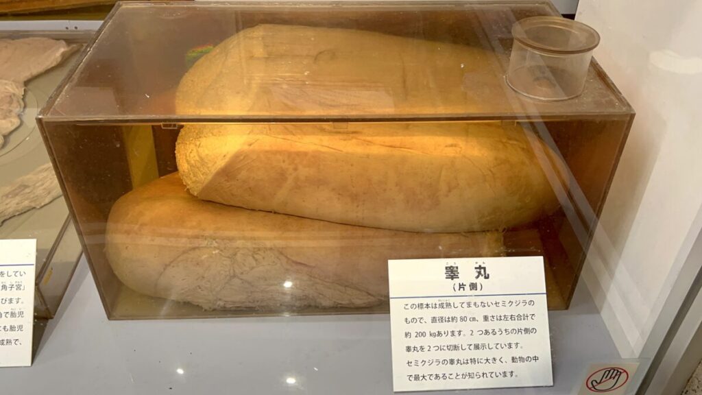 和歌山 太地町 くじらの博物館