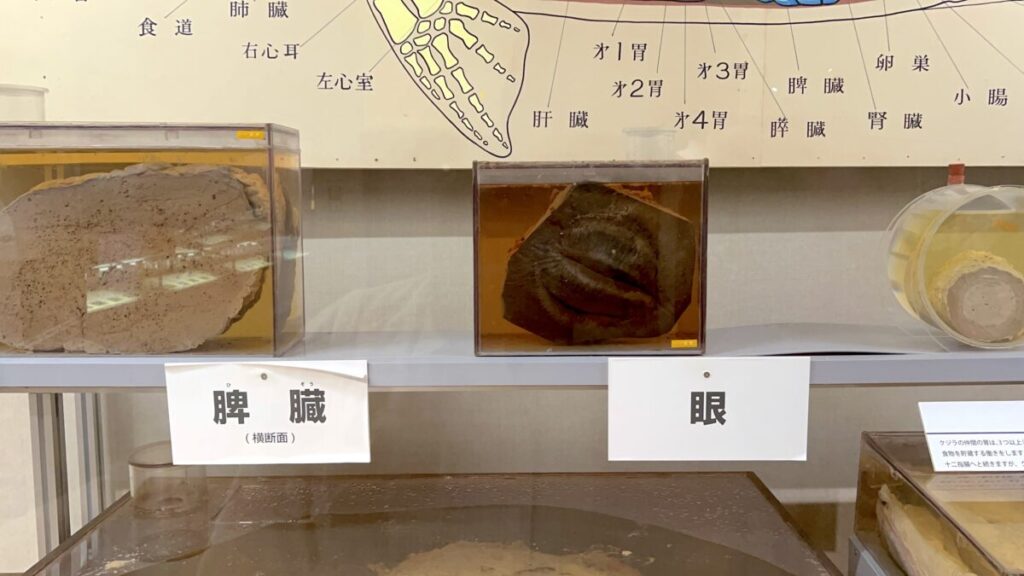 和歌山 太地町 くじらの博物館