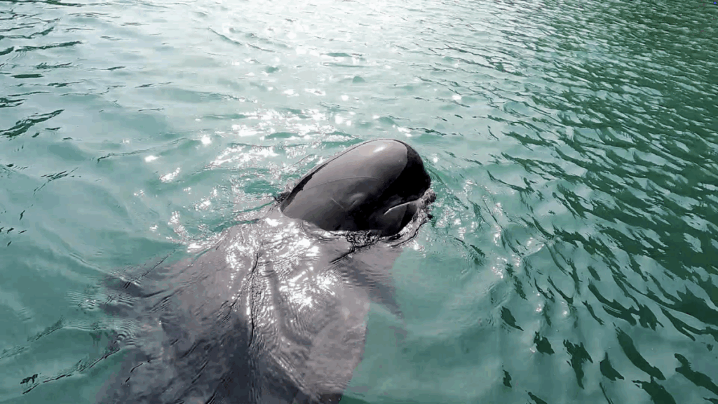 和歌山 太地町 くじらの博物館 イルカ・クジラショー