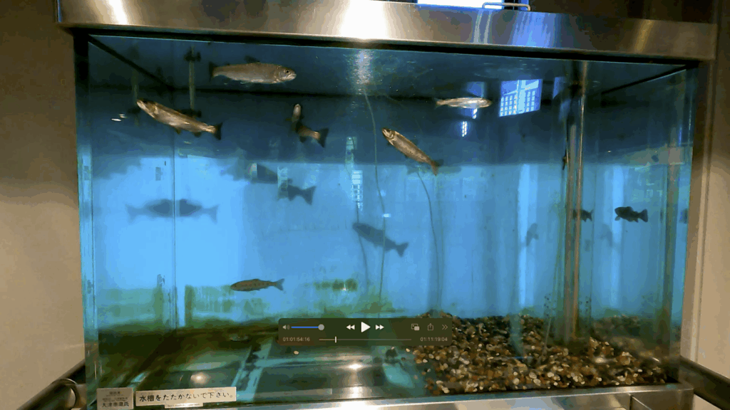 釧路市湿原展望台 展示物 水槽