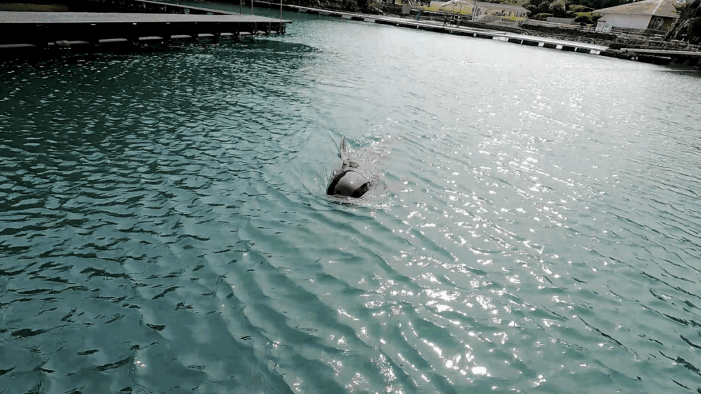 和歌山 太地町 くじらの博物館 イルカ・クジラショー