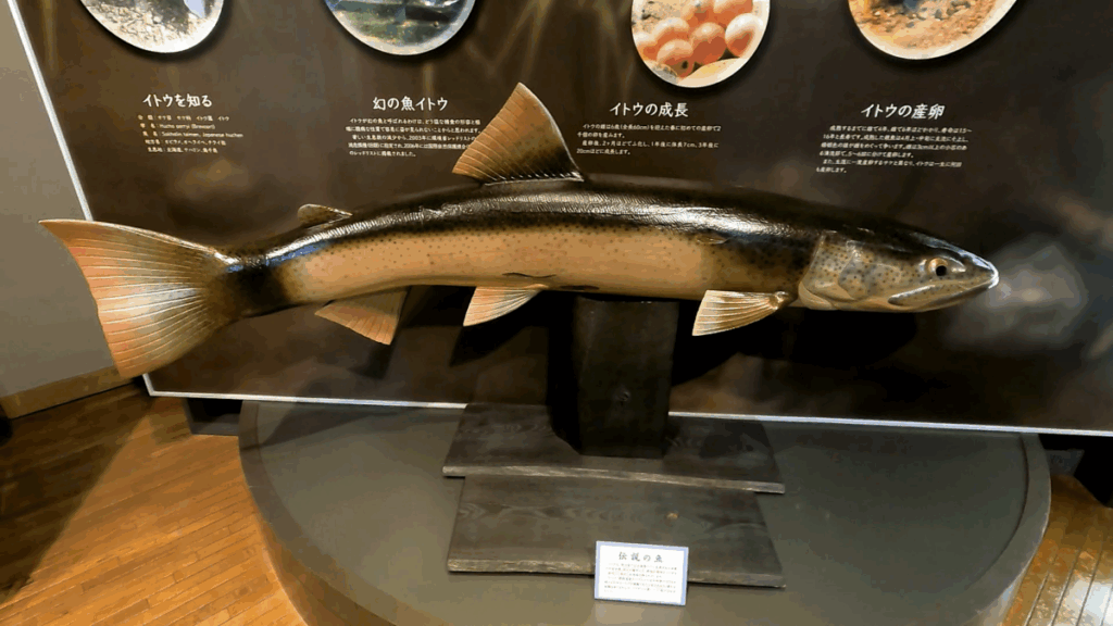 釧路市湿原展望台 展示物 イトウ