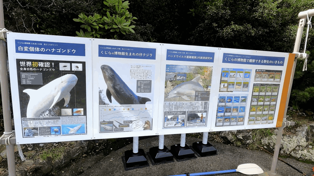 和歌山 太地町 くじらの博物館 イルカ・クジラショー