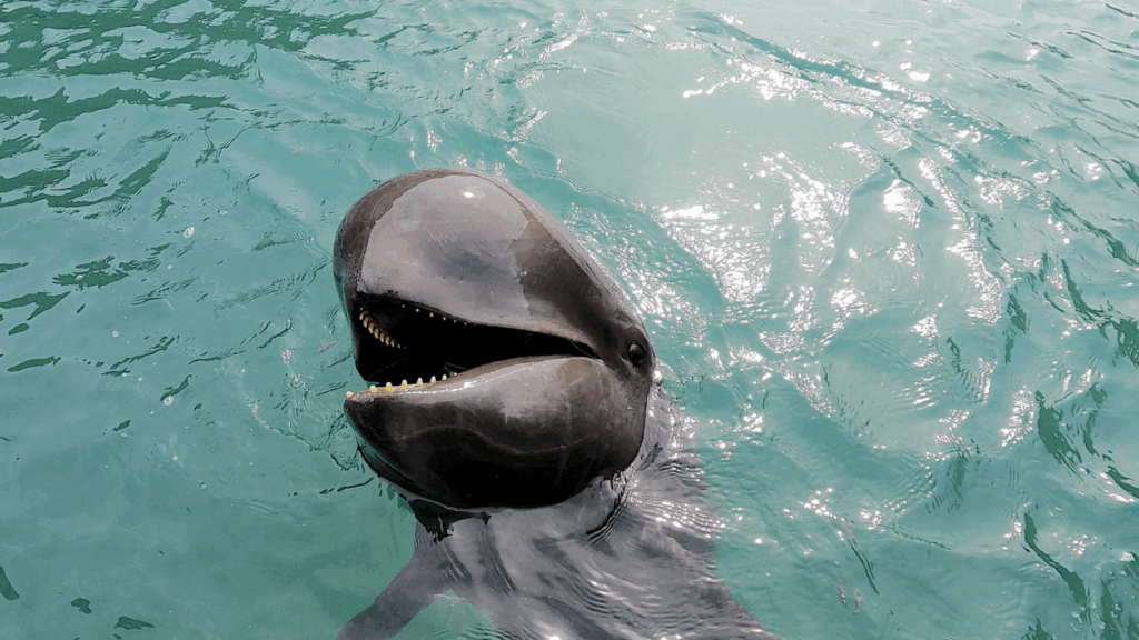 和歌山 太地町 くじらの博物館 イルカ・クジラショー