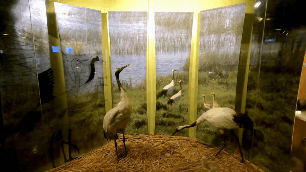 釧路市湿原展望台 展示物 タンチョウ