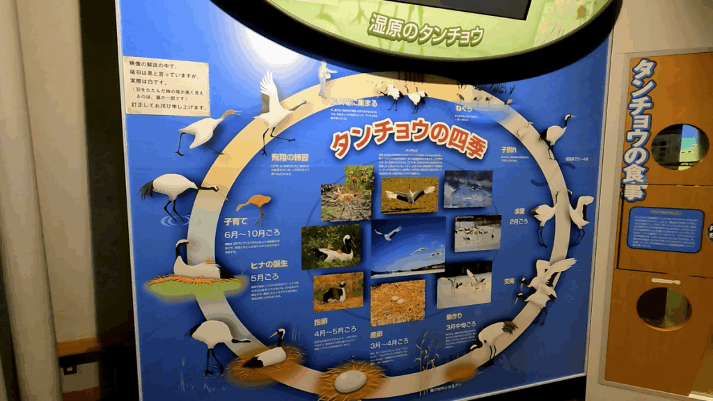 釧路市湿原展望台 展示物